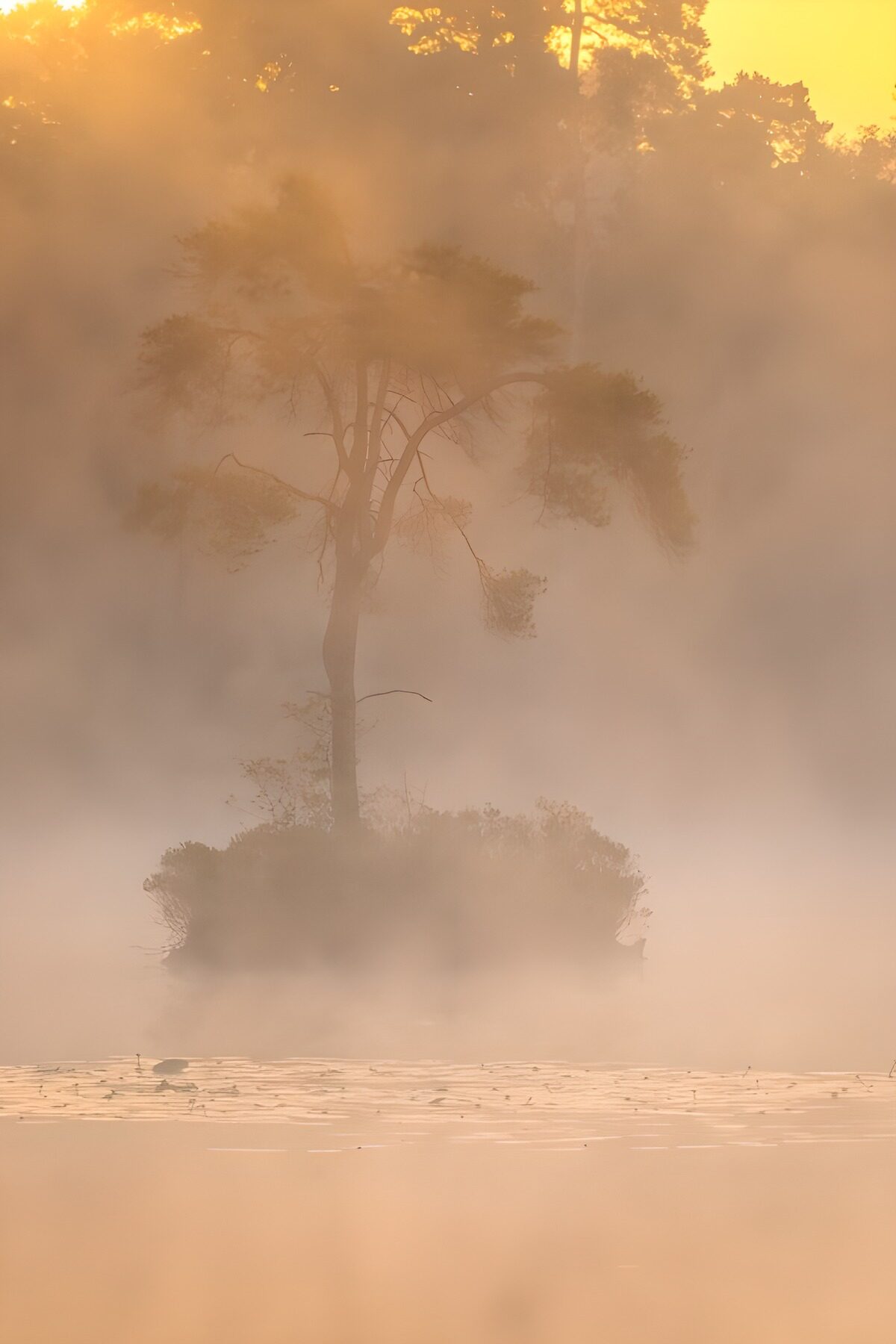 Baum auf kleiner Insel im goldenen Nebel