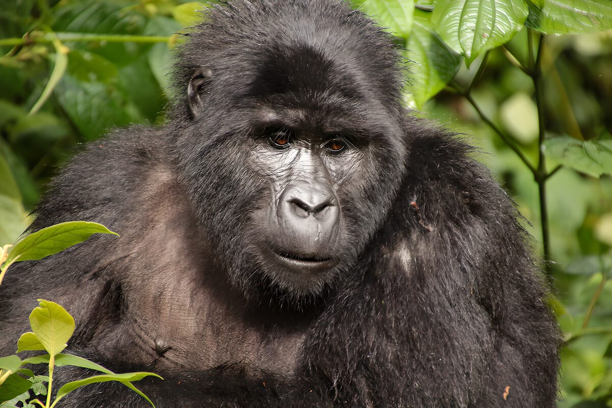 Gorillaporträt im sonnigen Blattgrün
