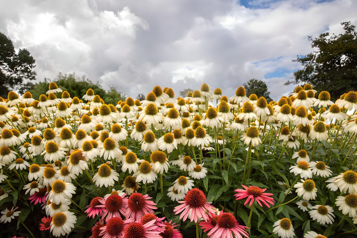 Weißer und rosa Sonnenhut im Sommer