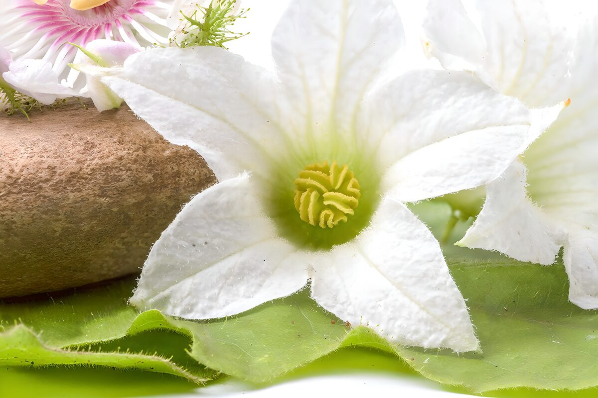 Weiße Blüte auf grünem Blätterbett