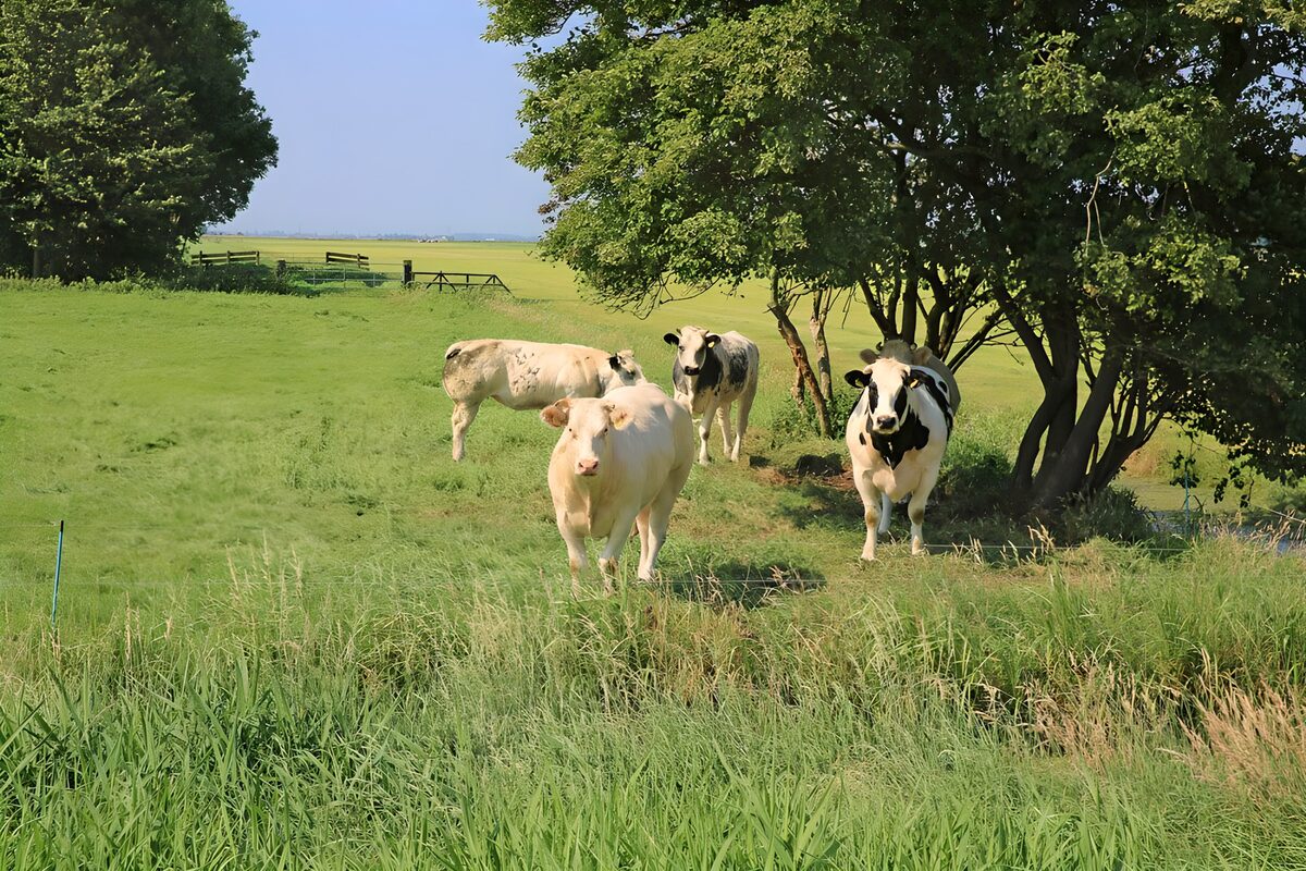 Kühe auf der Weide im Sonnenschein