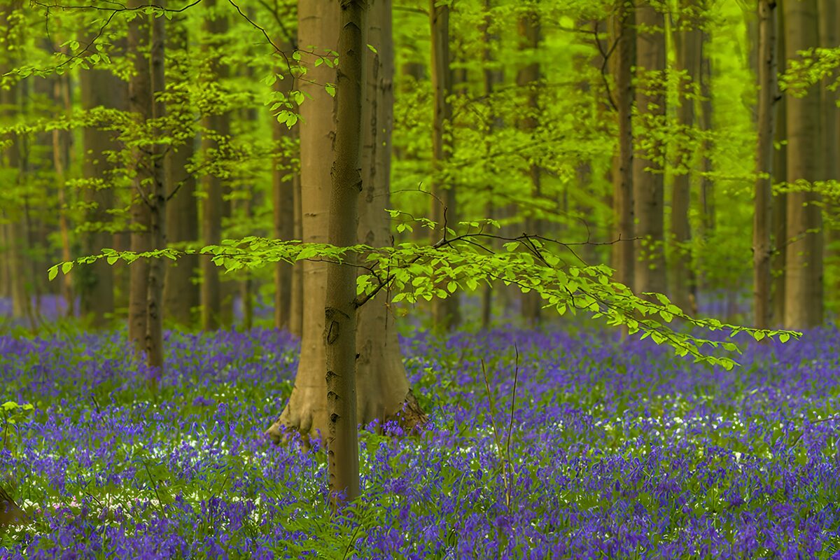 Frühlingswald mit blauem Blütenteppich