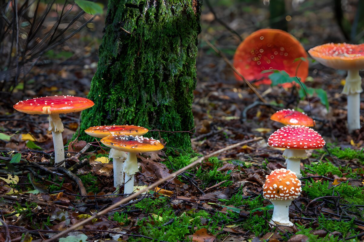 Fliegenpilze am moosigen Baumfuß
