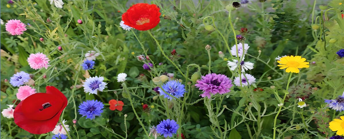 Mohn und Kornblumen in bunter Fülle