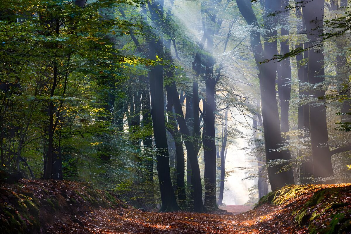 Waldweg im dunstigen Sonnenlicht