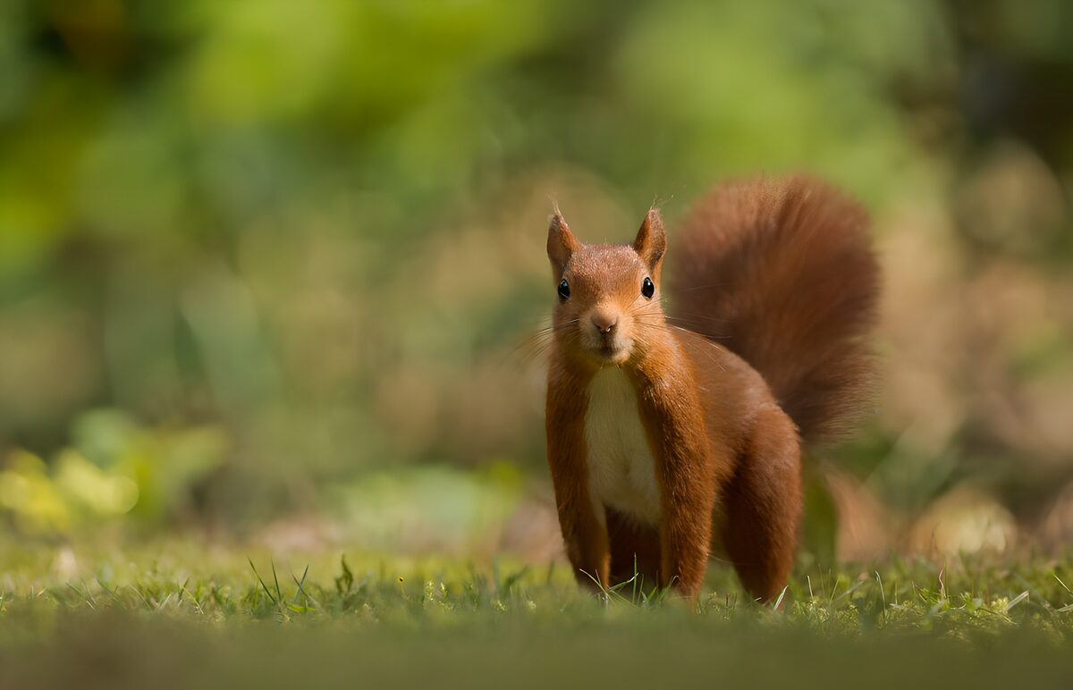 Eichhörnchen zwischen Licht und Grün