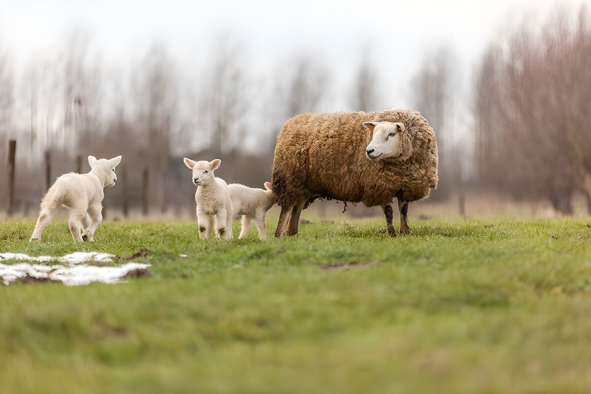 Braunes Schaf mit drei weißen Lämmern