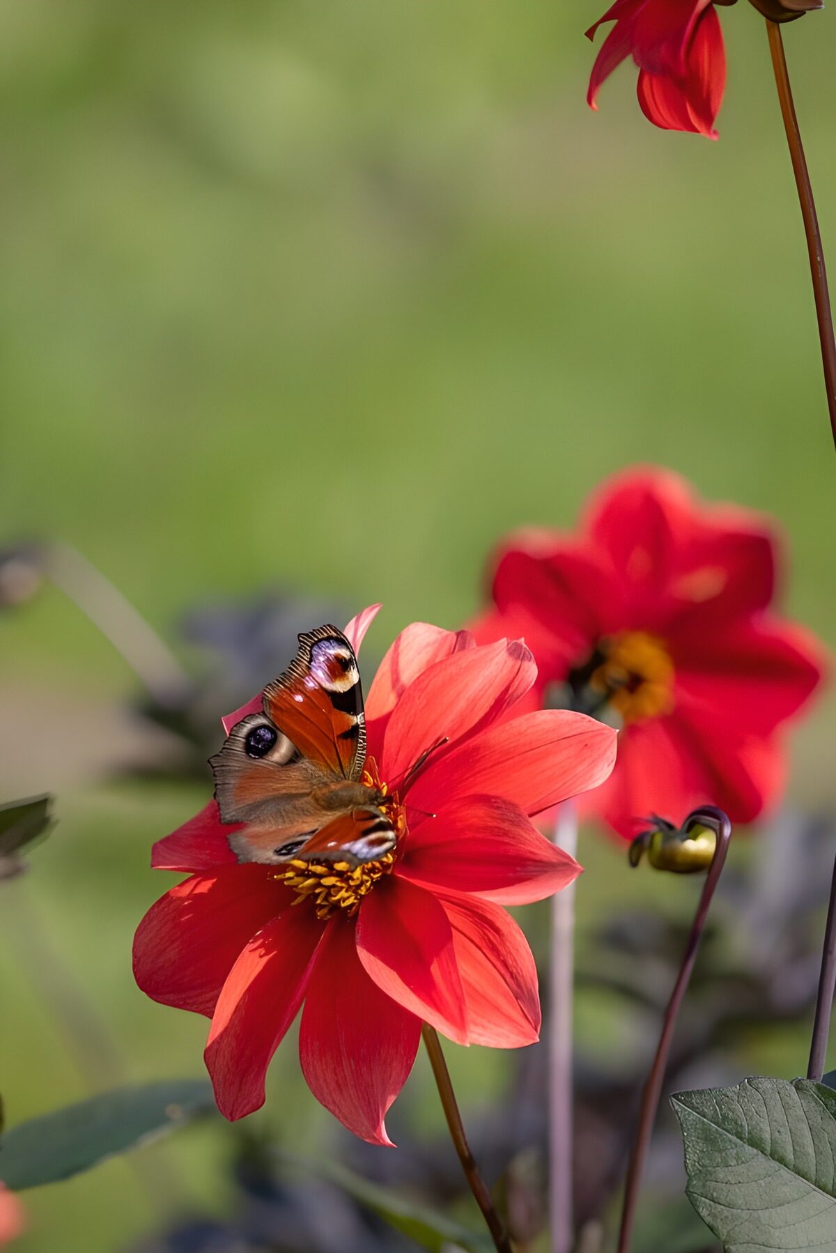 Tagpfauenauge auf sonniger roter Dahlie