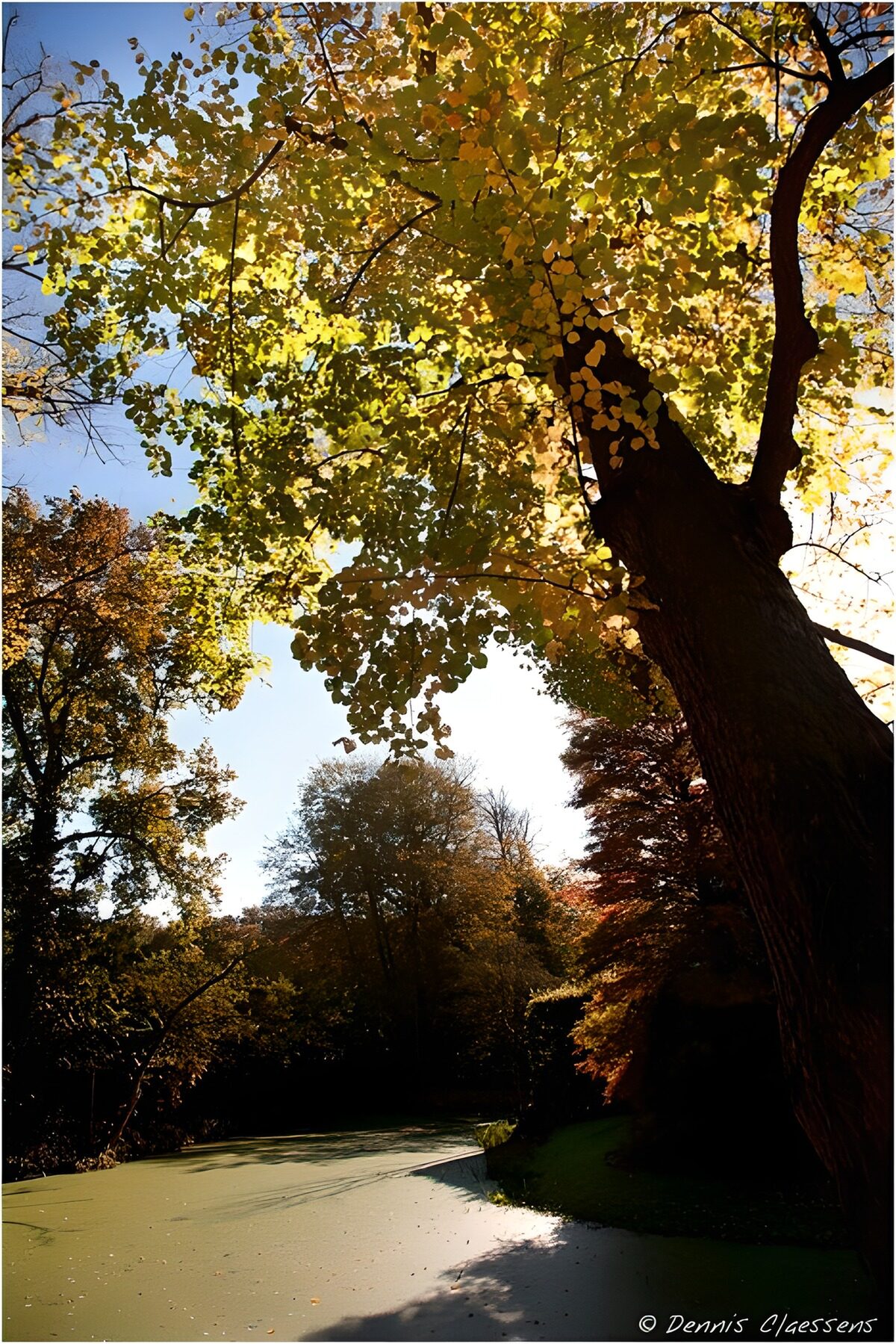 Herbstteich unter sonnigem Blätterdach