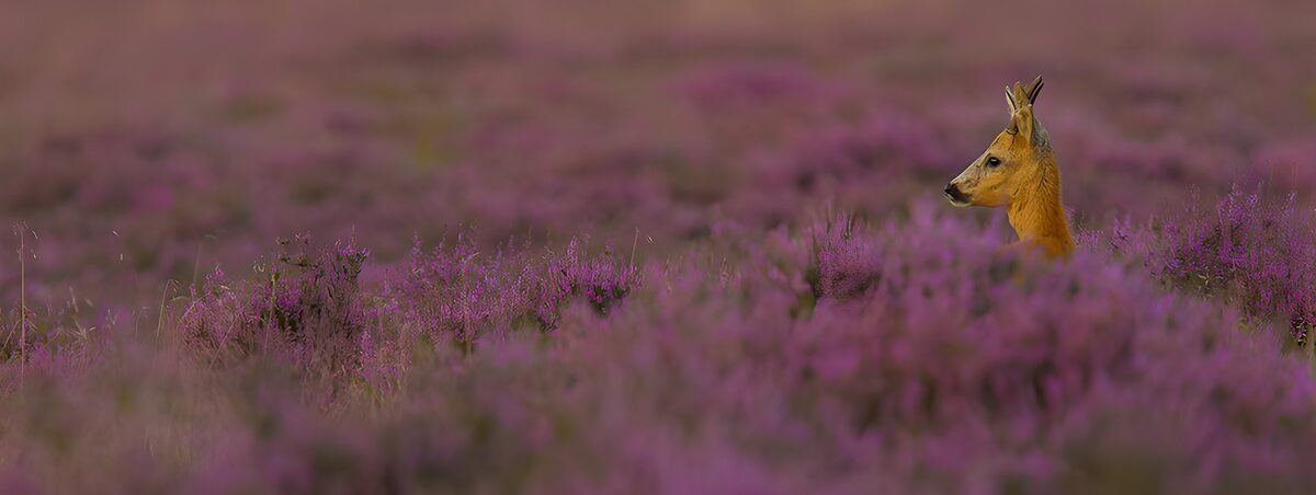 Reh zwischen violetten Heideblüten
