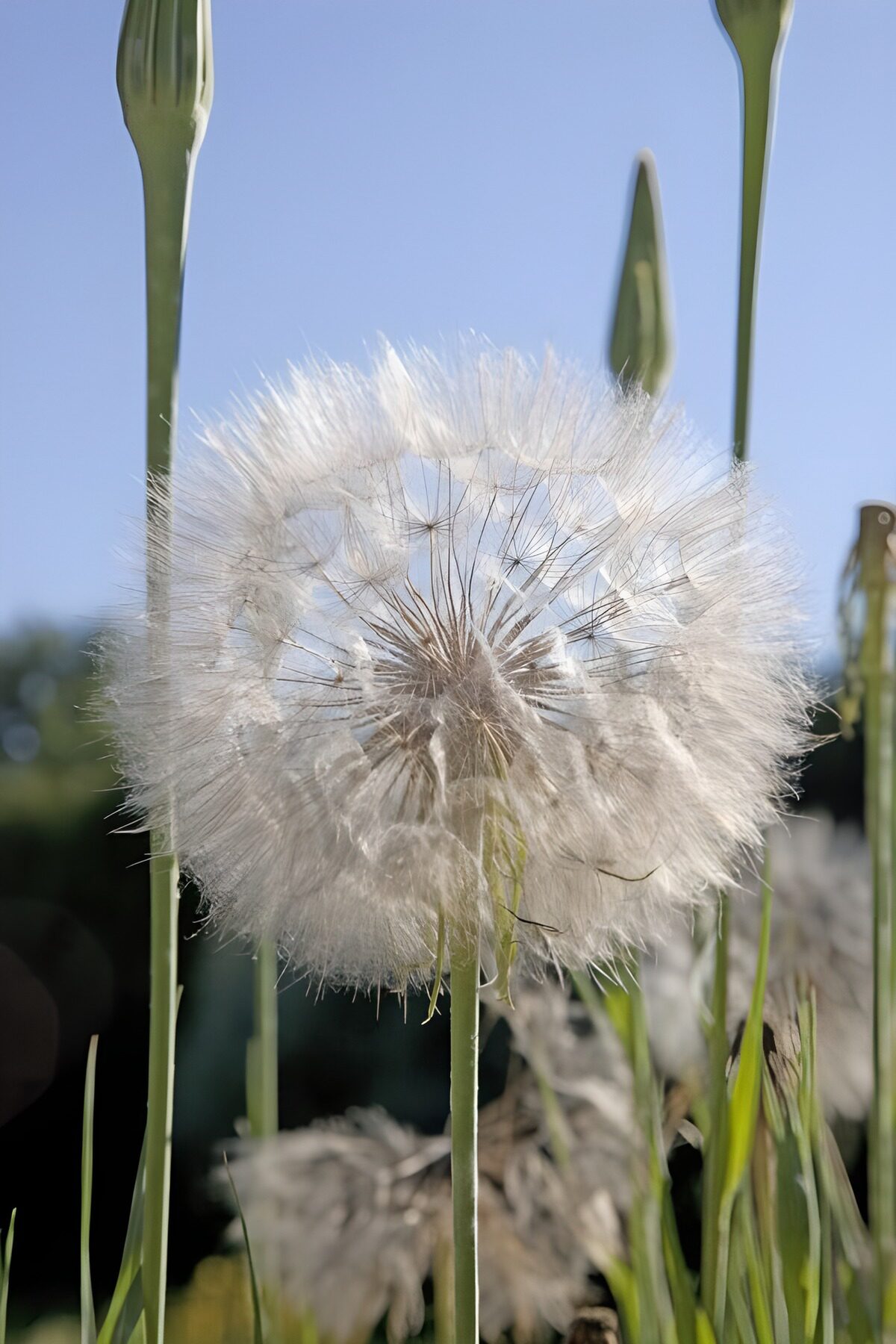 Pusteblume im hellen Sonnenlicht