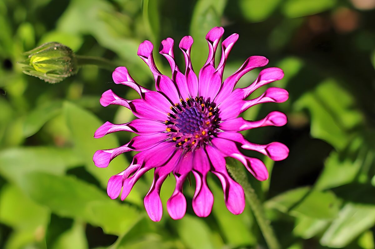 Pinkes Kapkörbchen im Sonnenlicht