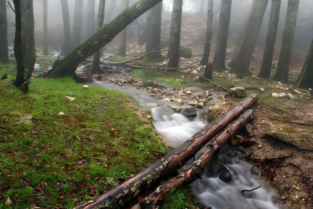 Waldbach mit Baumstämmen im Nebel