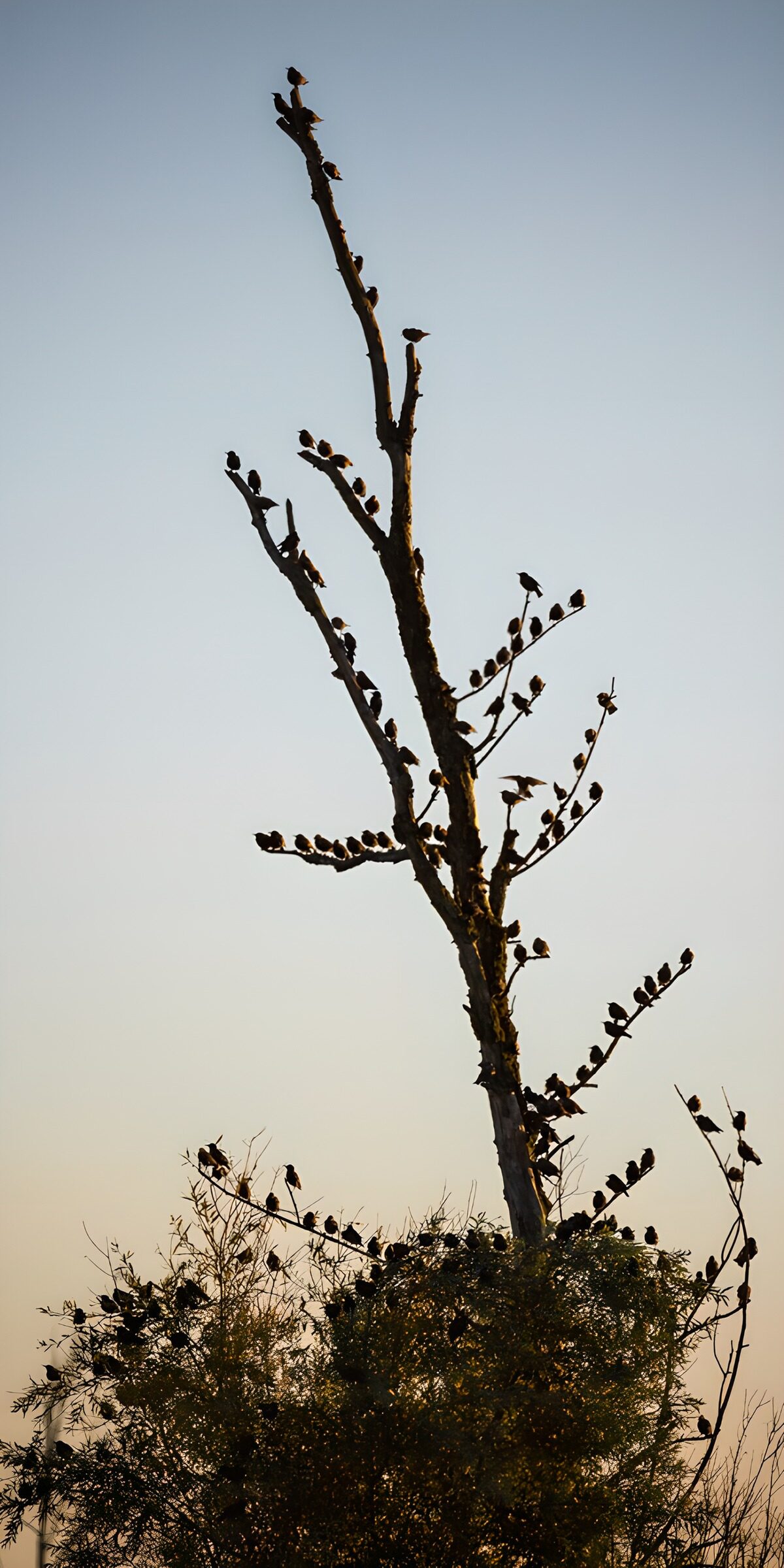 Vogelschwarm auf kahlen Ästen