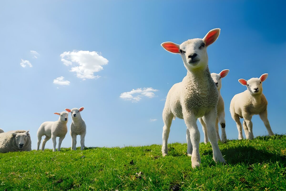 Neugieriges Lamm auf grüner Weide