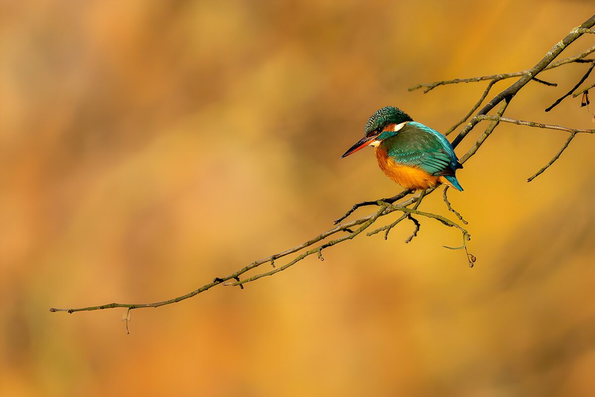 Eisvogel auf einem Ast vor Goldgelb