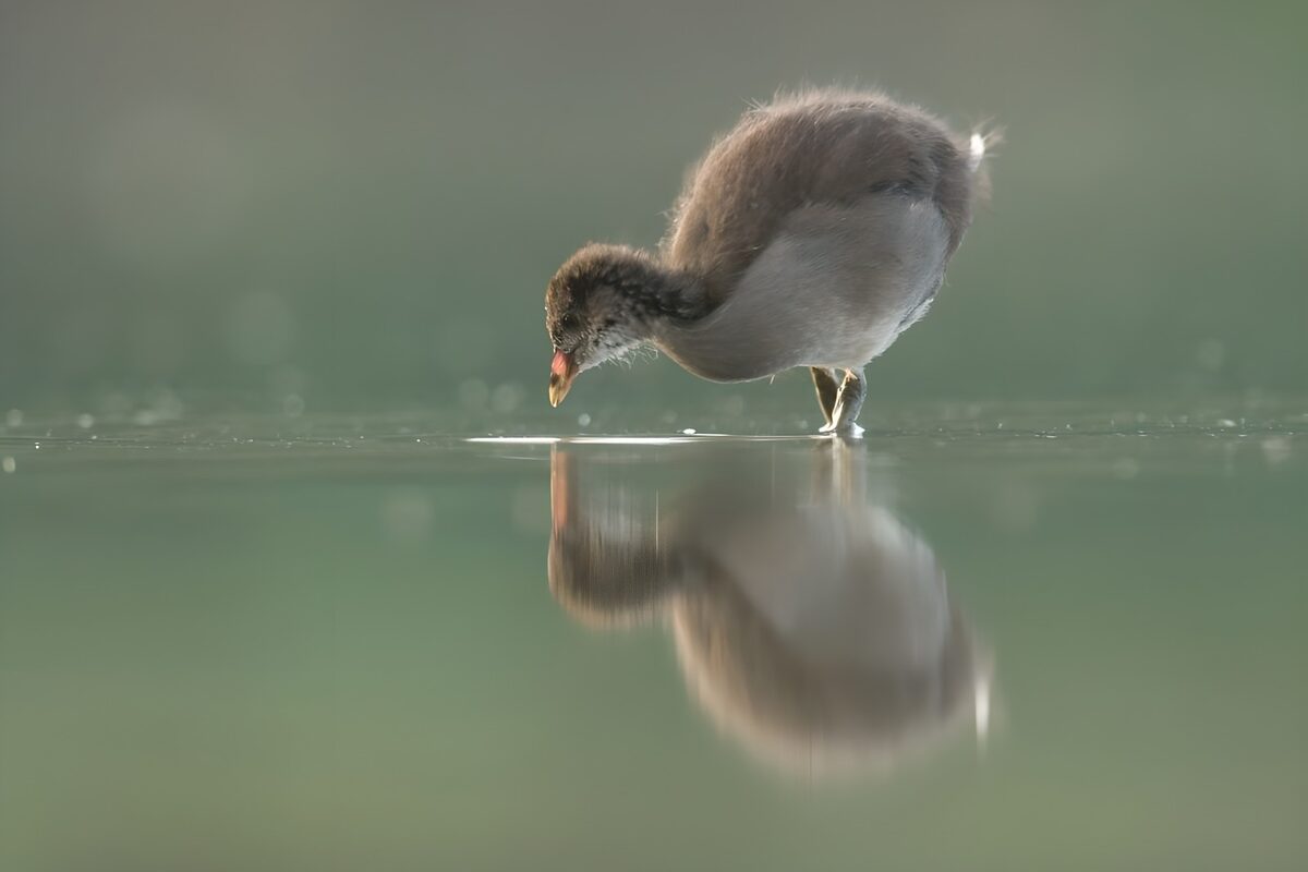 Junger Wasservogel mit stillem Spiegelbild