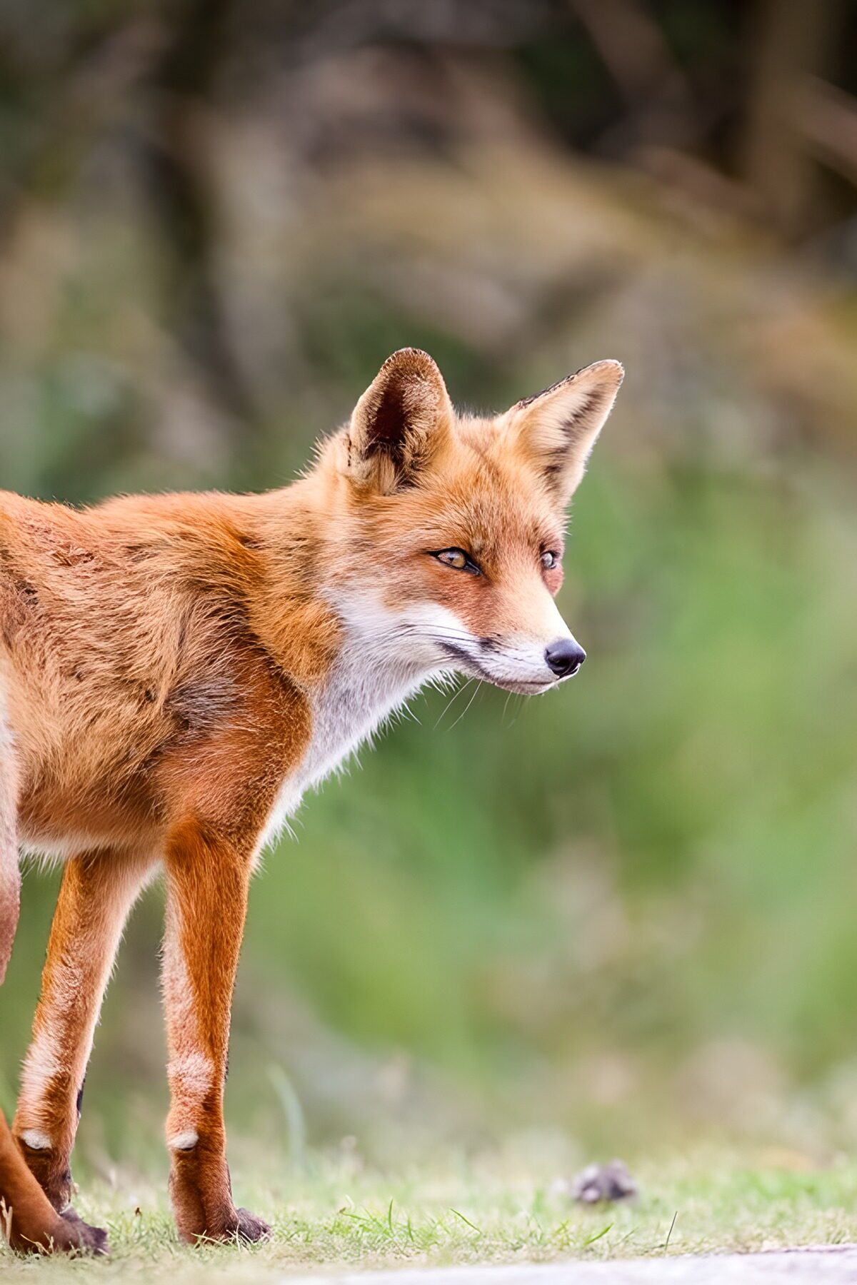 Rotfuchs im Gras mit wachsamem Blick