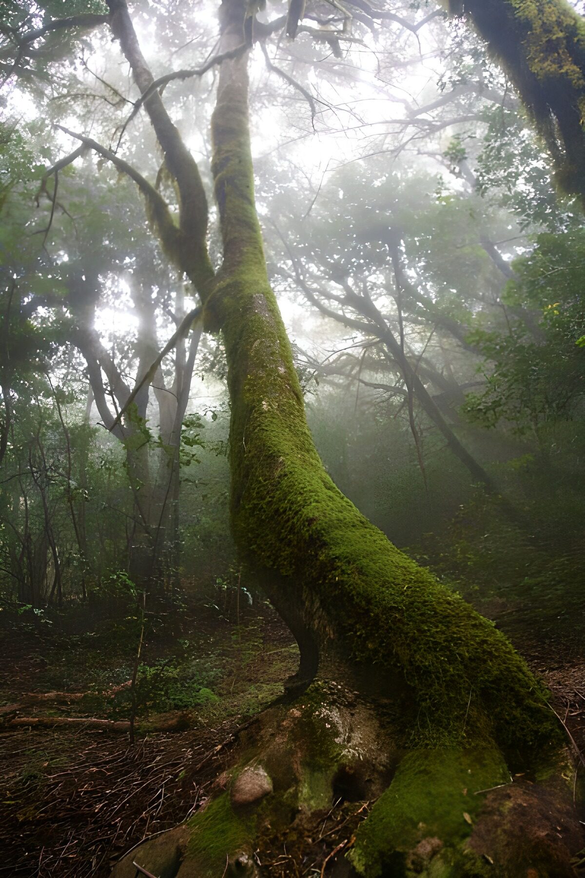 Bemooster Baum im stillen Nebelwald