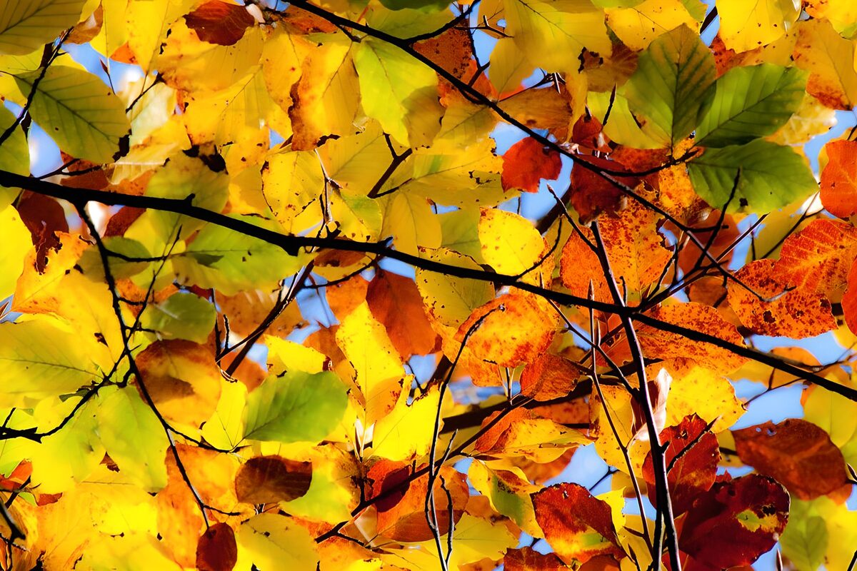 Gelbes Herbstlaub im Sonnenlicht