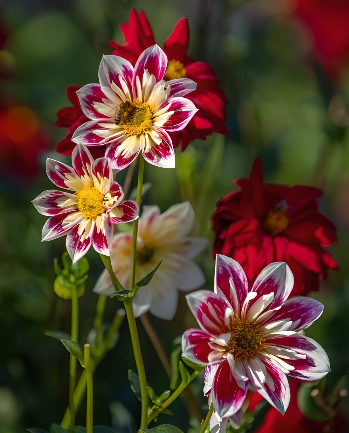 Rosa-weiße Dahlien im Sonnenlicht