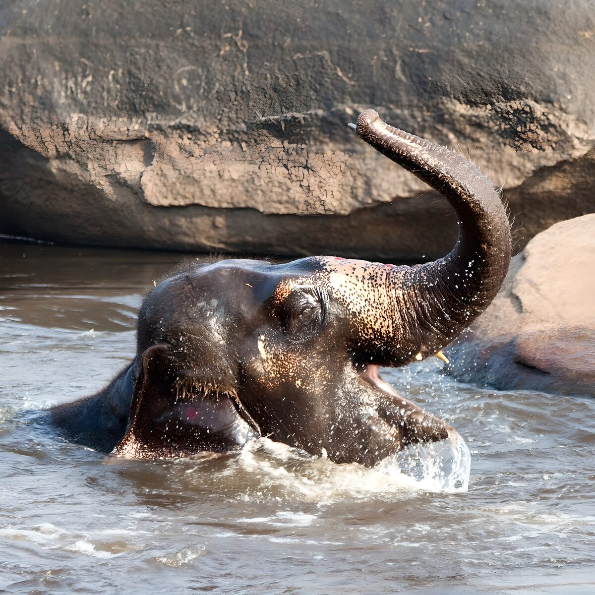 Elefant beim spritzigen Bad