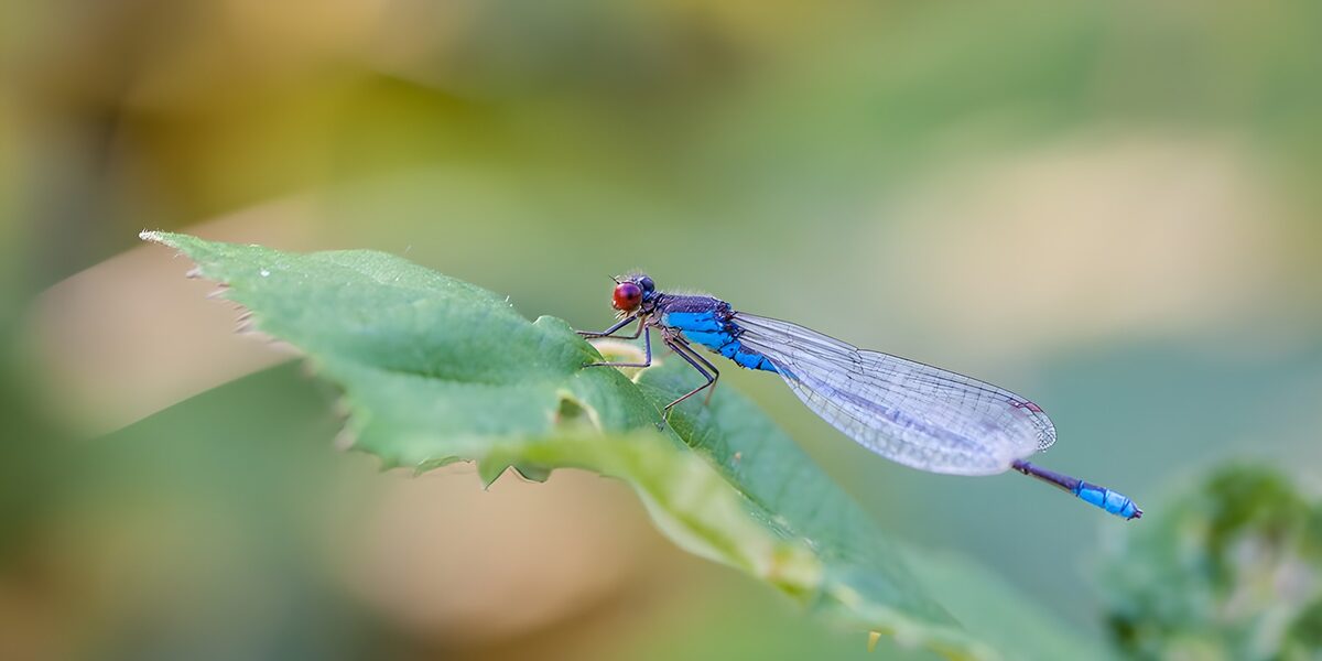Blaue Libelle bei der Rast auf einem Blatt