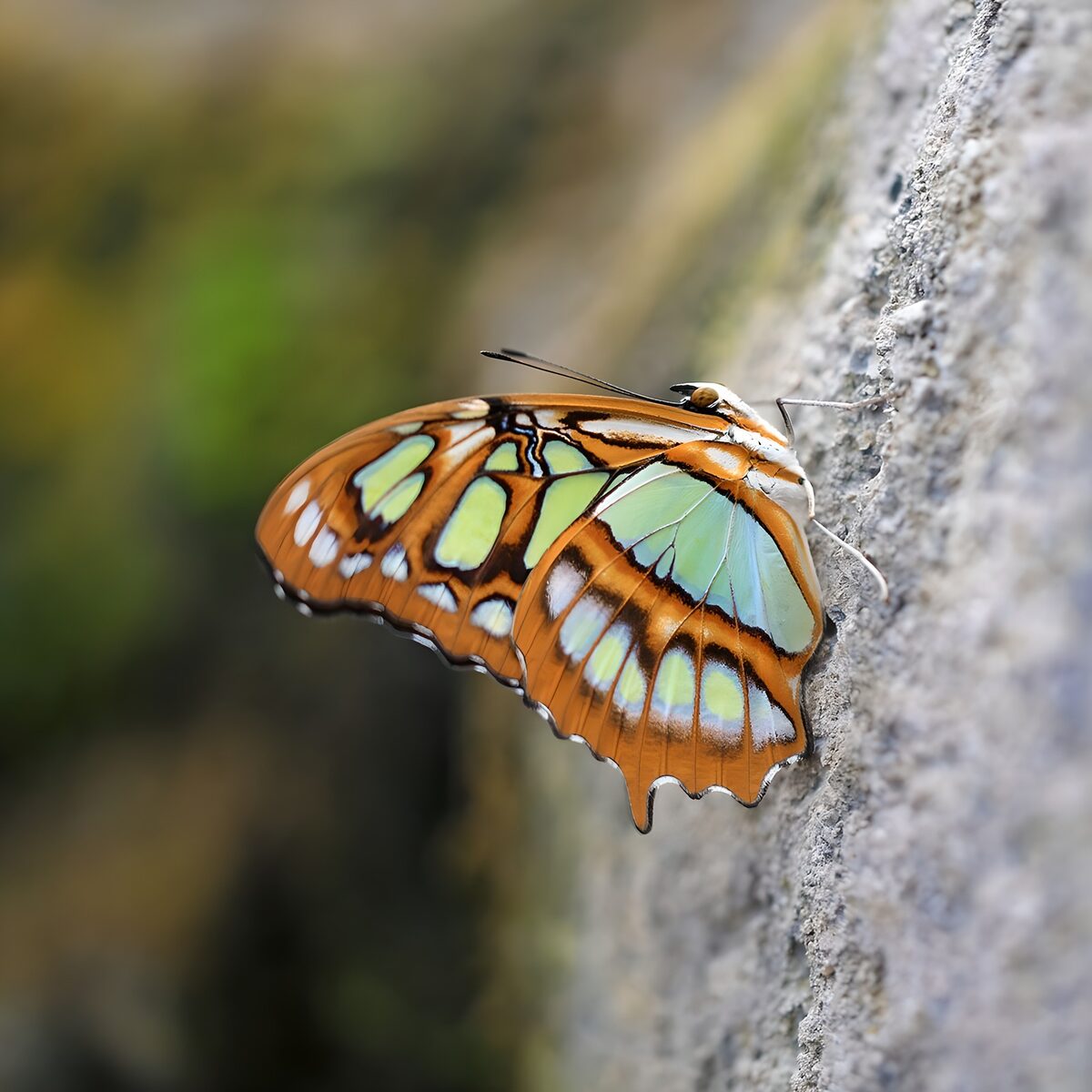Bunter Schmetterling in sanftem Licht