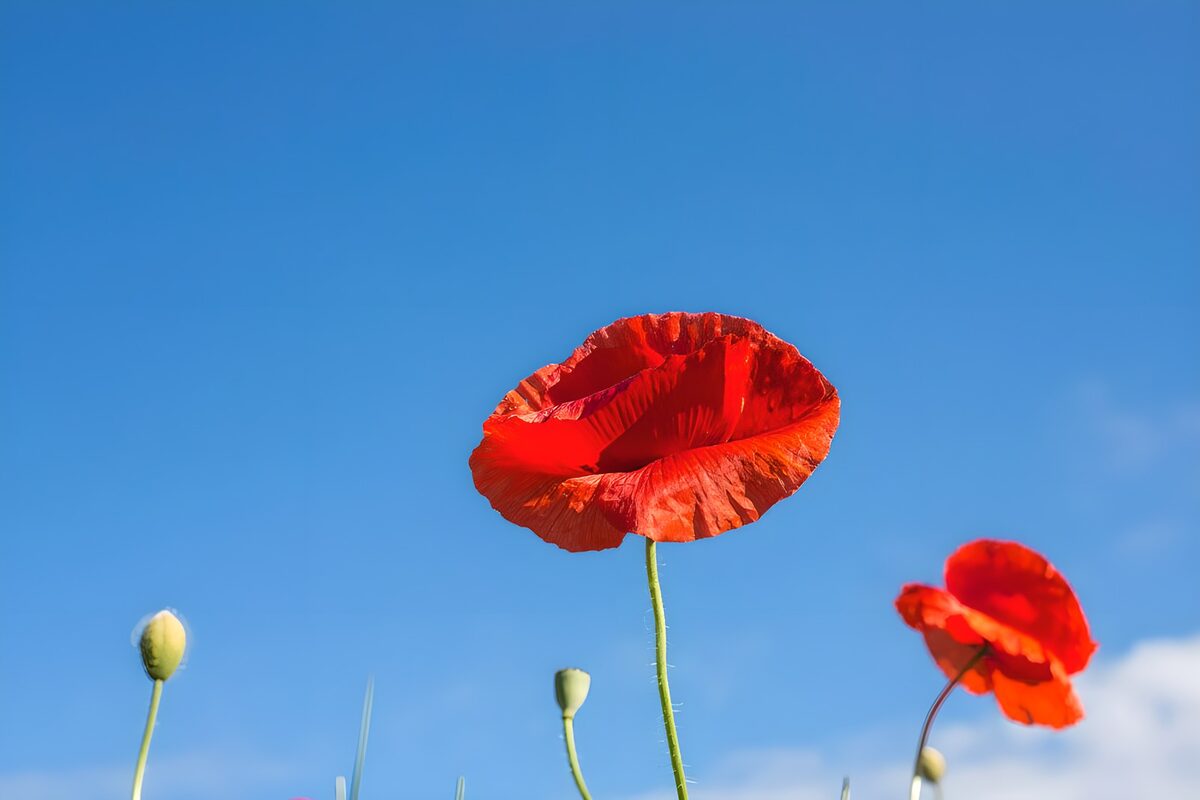 Roter Mohn vor blauem Himmel