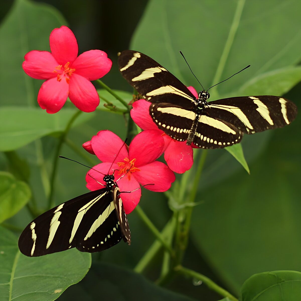 Zwei dunkle Falter auf pinken Blüten
