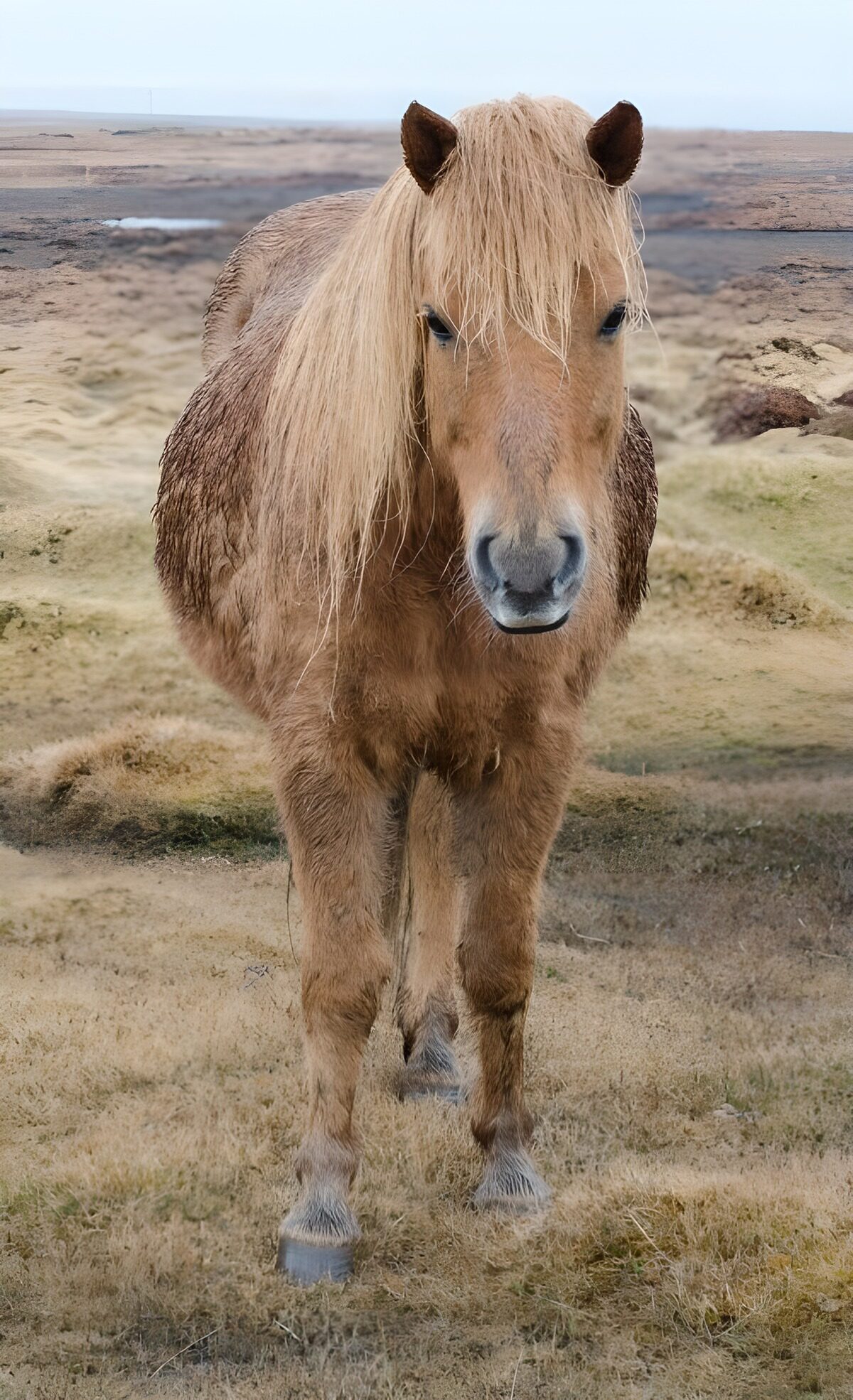 Zotteliges Pferd mit blonder Mähne