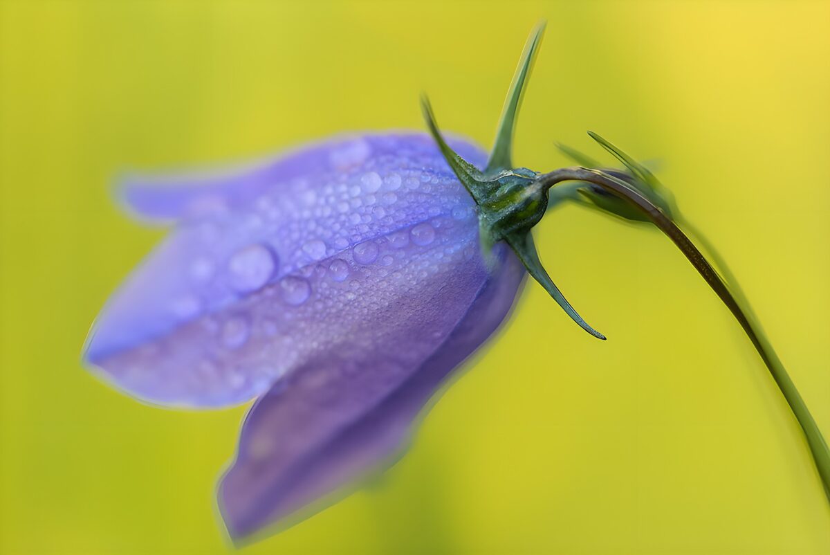 Lila Glockenblume mit feinen Wassertropfen