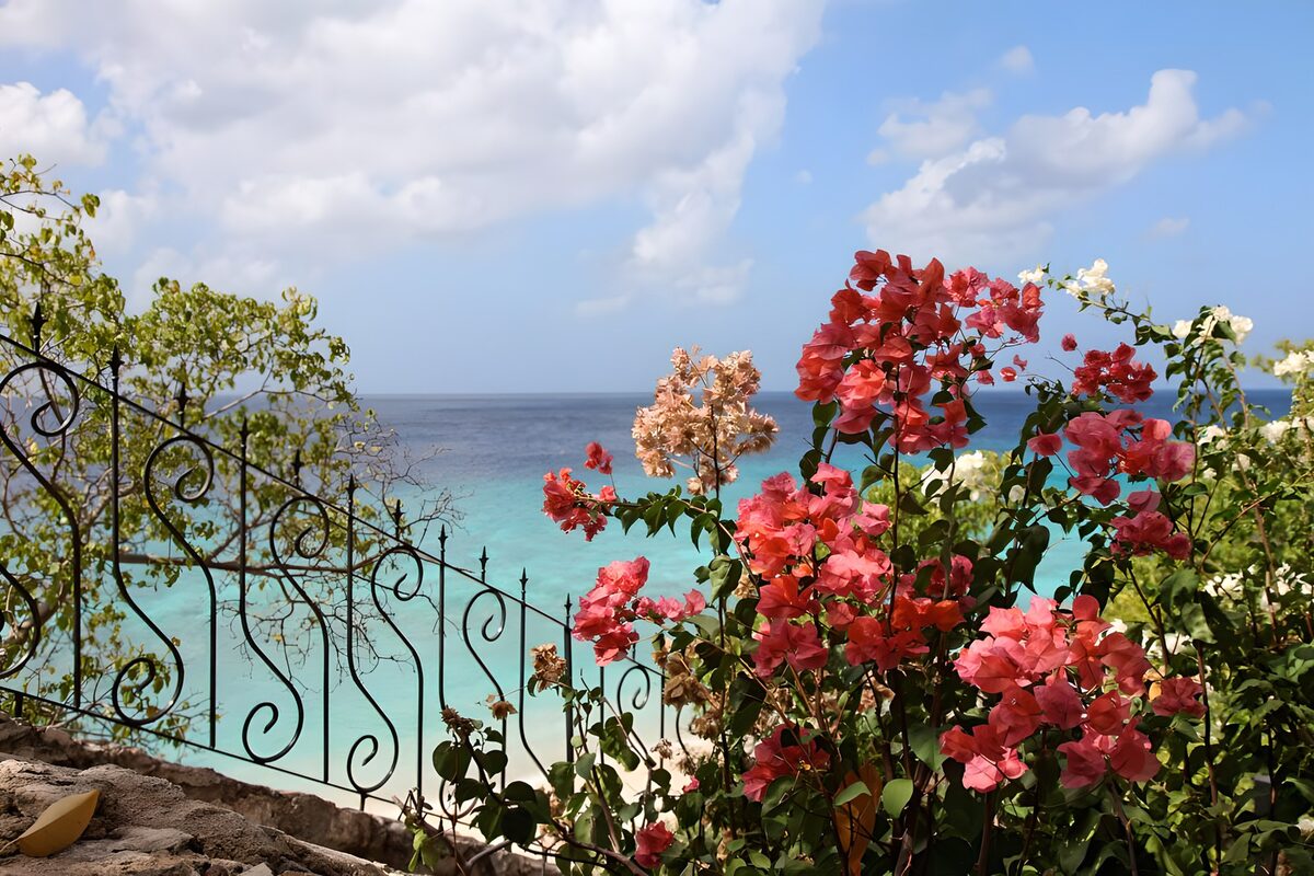 Bougainvillea mit weitem Meerblick