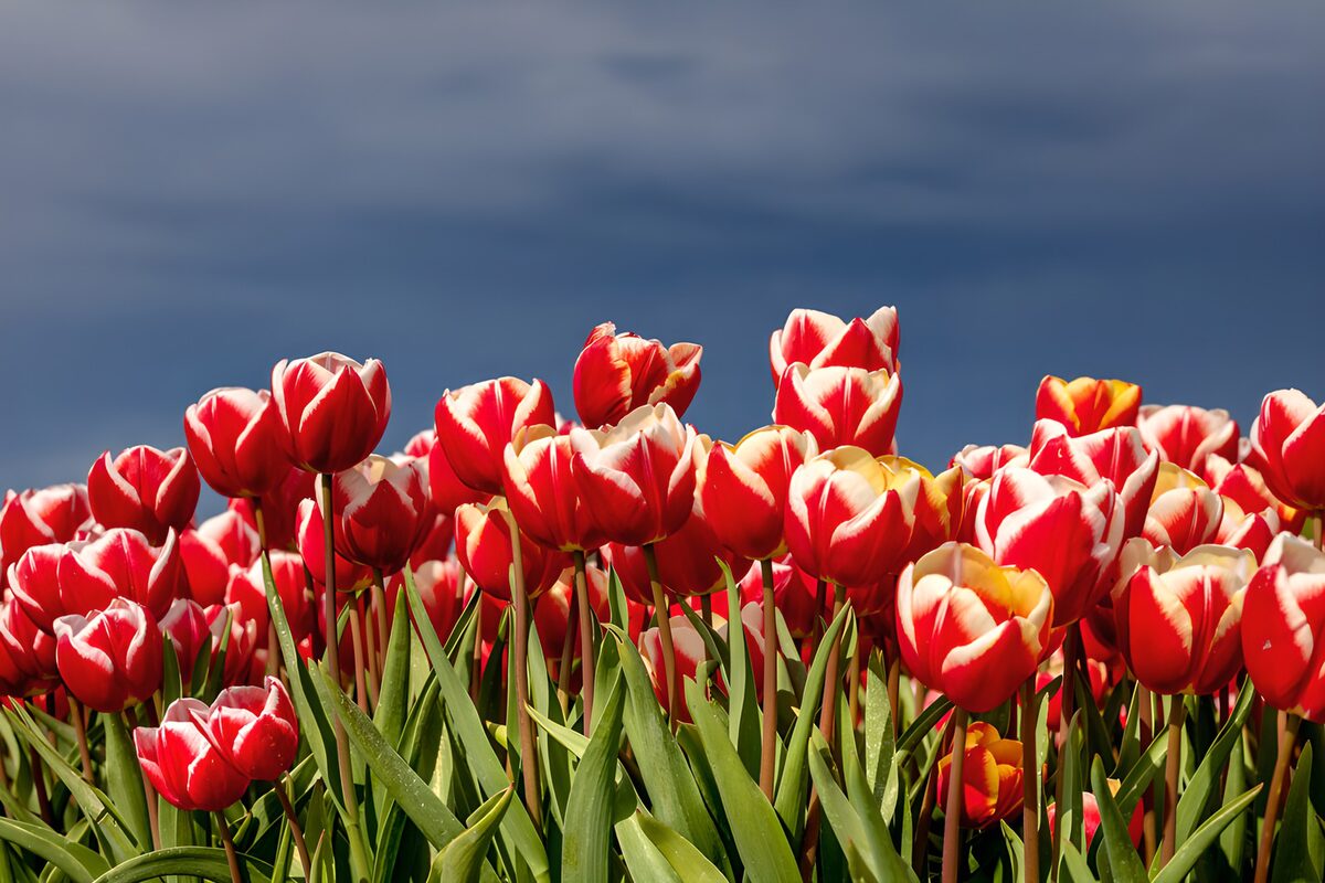 Rote Tulpen unter graublauem Himmel