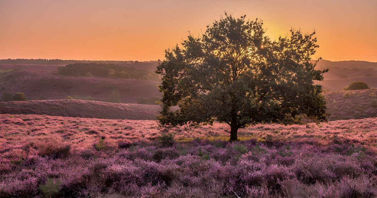 Baum in blühender Heide bei Sonnenuntergang