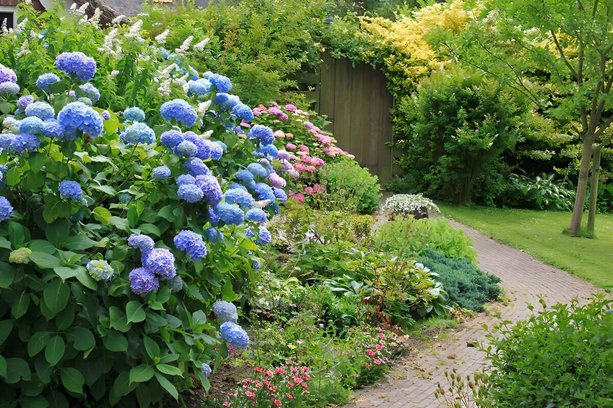Blaue Hortensien am stillen Gartenweg