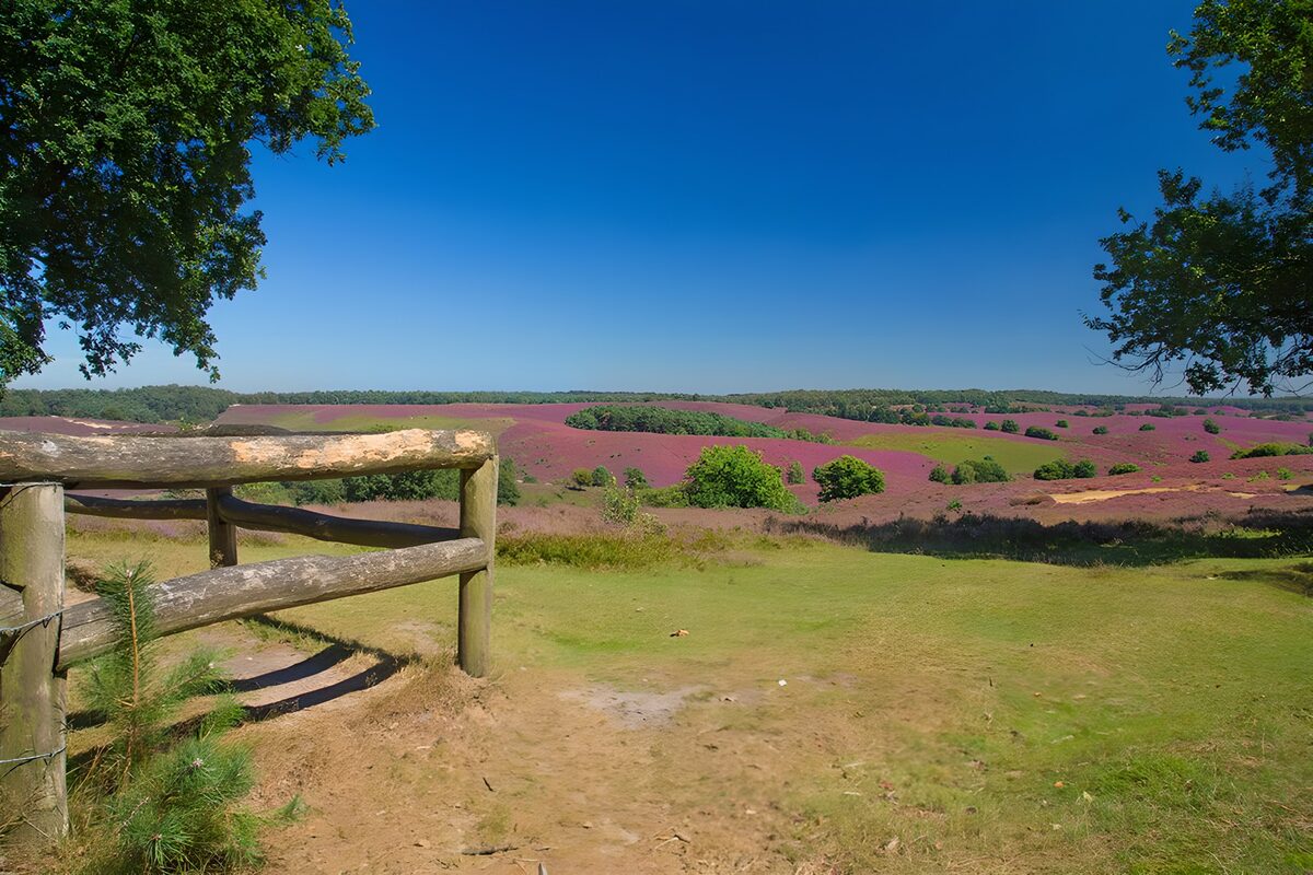Blühende Heide unter blauem Sommerhimmel
