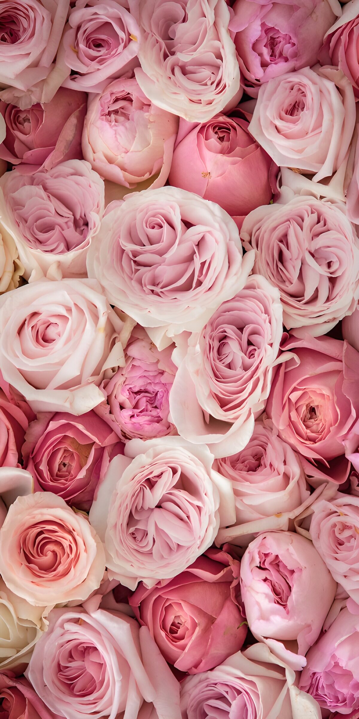 Dicht an dicht: Rosen in zartem Rosa
