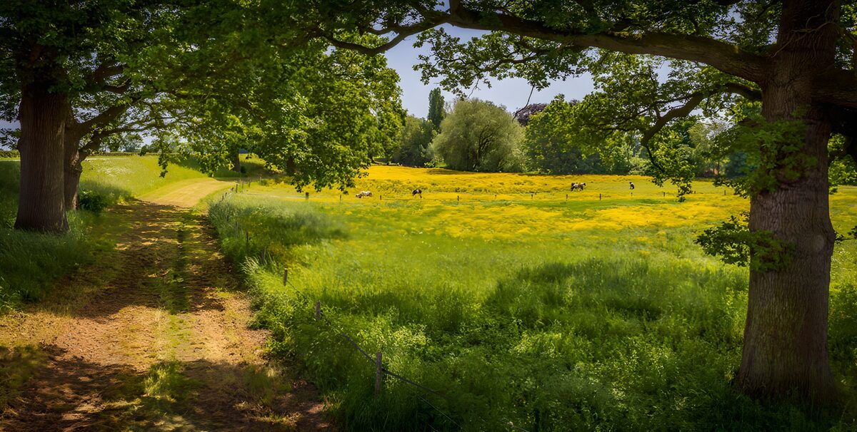 Sonnige Kuhweide zwischen großen Bäumen
