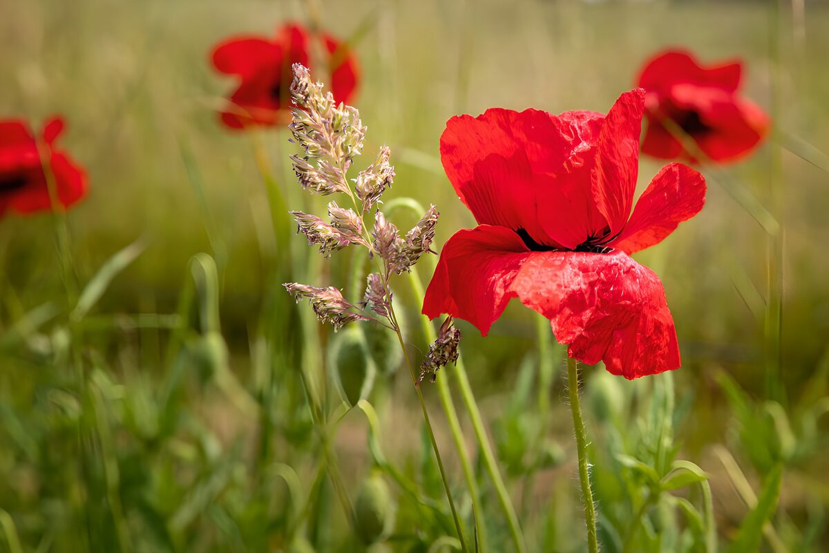 Roter Klatschmohn im sonnigen Gras
