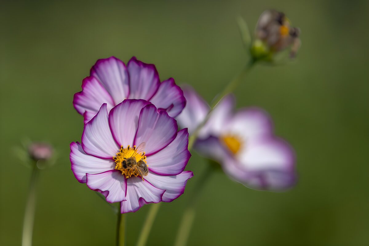 Biene auf einer Kosmee im Sommerlicht