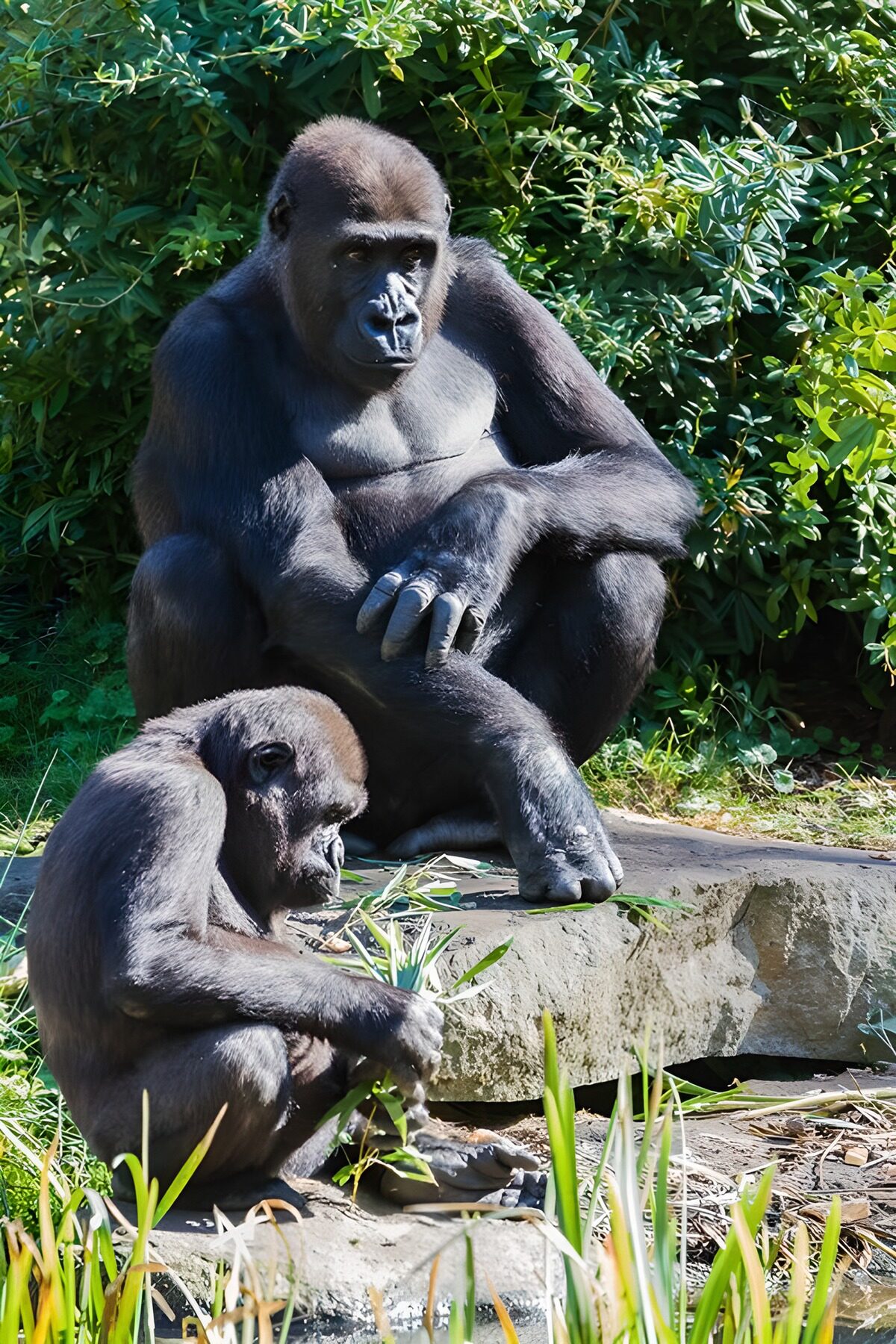 Zwei Gorillas ruhen zwischen Felsen