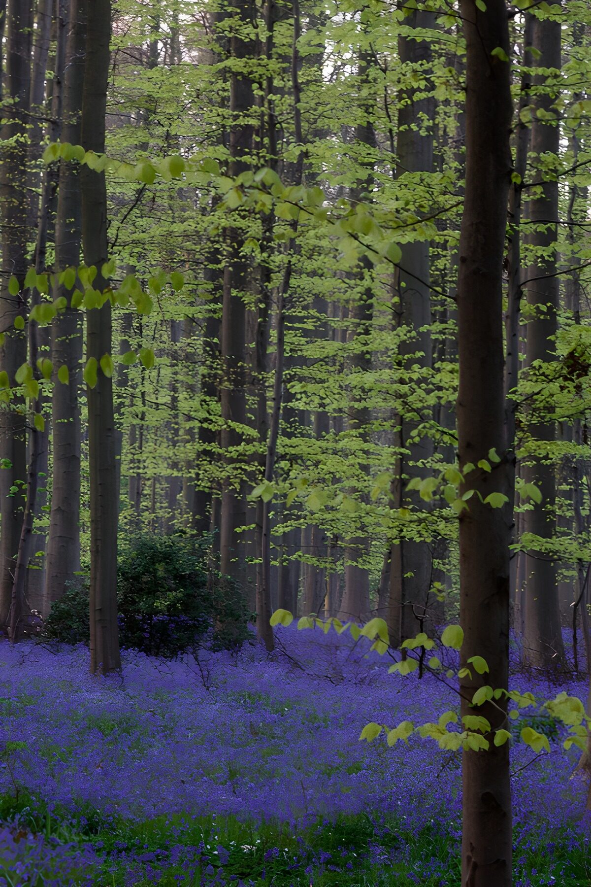 Buchenwald mit blauviolettem Blütenteppich