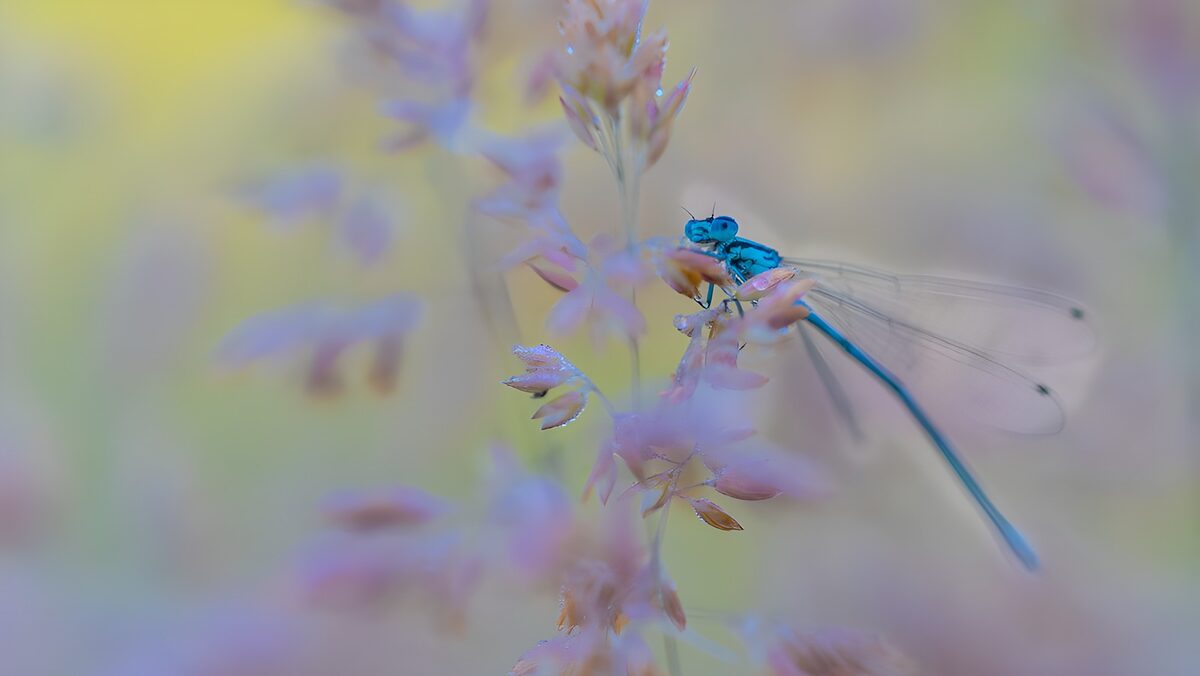 Blaue Libelle auf zartem Blütenstängel