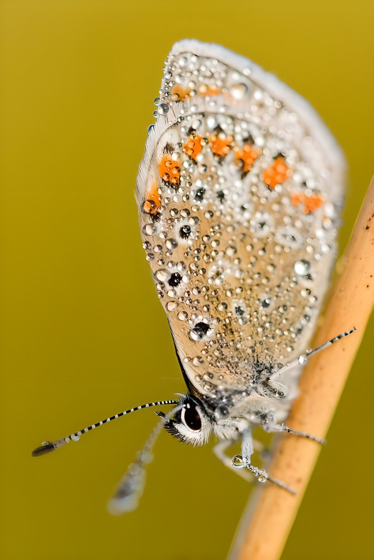 Schmetterling mit funkelnden Wassertropfen