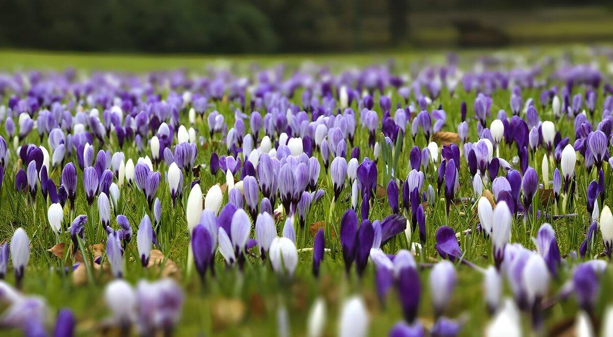 Lila und weiße Krokusse im Gras