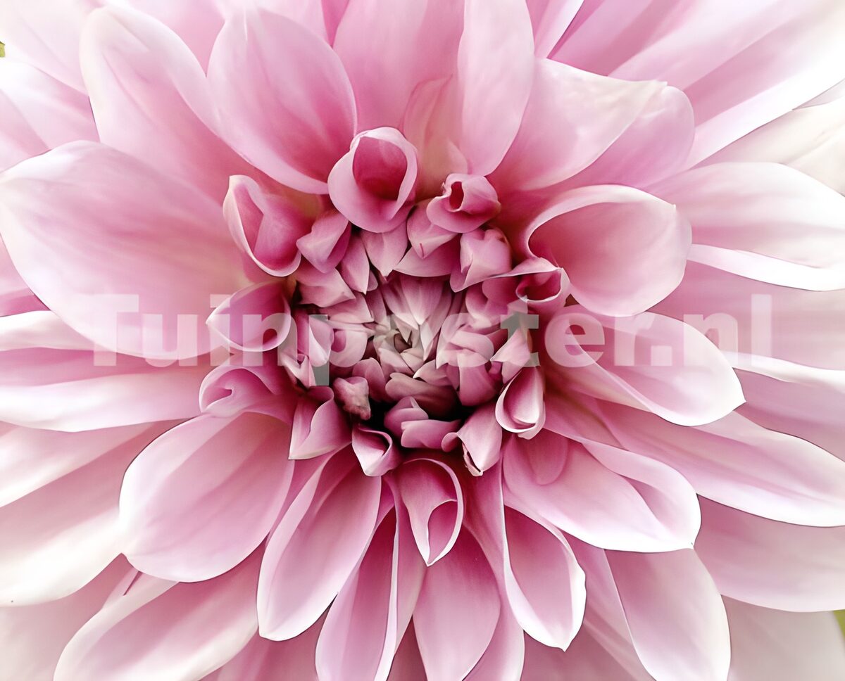 Rosa Dahlie ganz nah