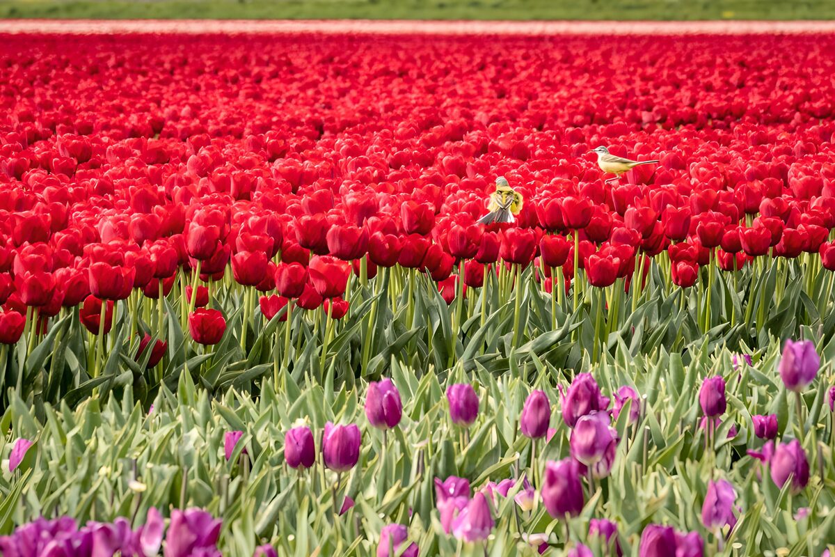 Zwei Vögel im rot-violetten Tulpenfeld