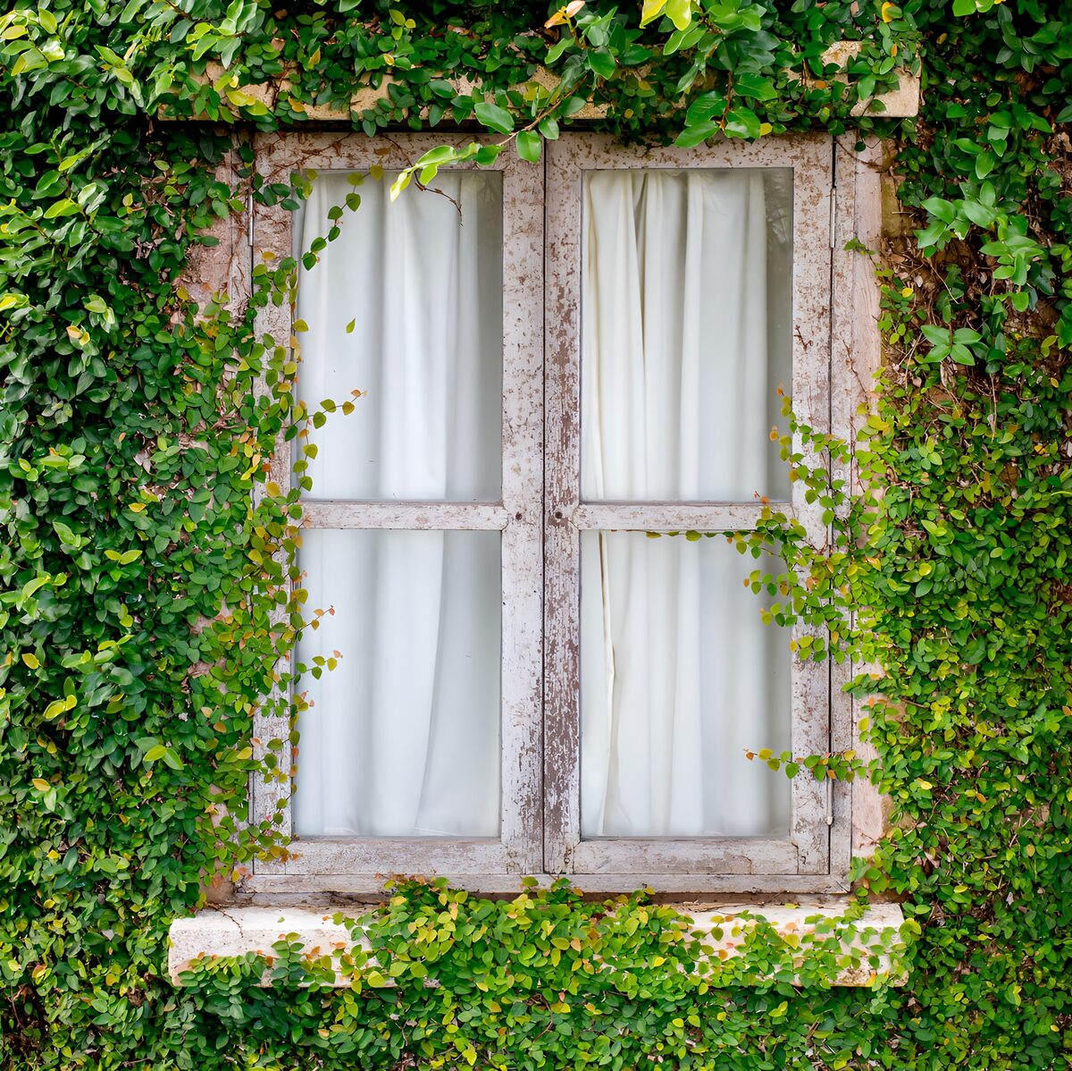 Altes Holzfenster im dichten Grün