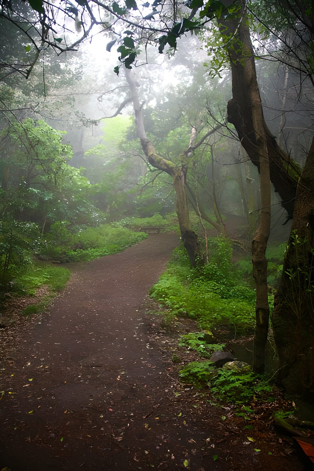 Gewundener Waldpfad im sanften Nebel